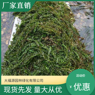 Supply of Black Algae Submersed Plants, Round-Leaf Black Algae, Aquaculture, Water Quality Purification, Water Body Greening, and Good Feeding of Black Algae