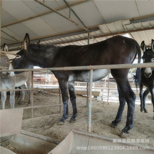 ɢ�B�����H���� �Nĸ�H��ֳ�� �����H�����ʸ� ���깩�������H��