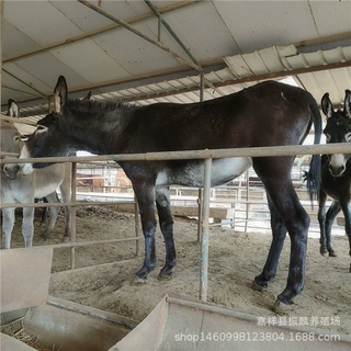 散养德州驴活物 种母驴繁殖快 德州驴出肉率高 常年供应育肥驴苗