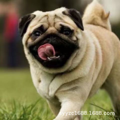 定制纯种小型活体宠物狗狗巴哥犬短毛迷你八哥幼犬黑脸巴哥幼犬憨