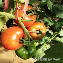 草莓柿子種子 口感好番茄 草莓廠家批發蔬菜、種苗蔬菜種子、種苗