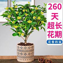 �ļ��𻨘������Ե���ͥԺ��𵤹�����̨�w����������_���ͷ���