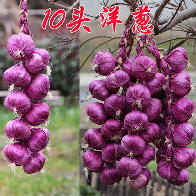 ③ⓠ❀➤✘ㄌ゠洋葱10头一串◄