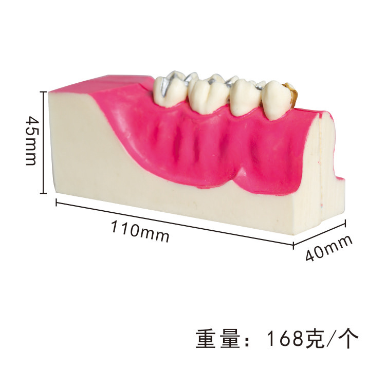 Modelo de descomposición del tejido del diente posterior inferior derecho de la cavidad oral del diente