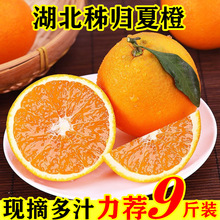 湖北秭歸夏橙晚熟橙子9斤裝新鮮水果整箱當季現摘5紅倫血臍3