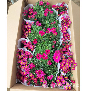 �������������{ɫ��������С�r���ͺ����ܾGֲ�S���ǧ�^��С�r��