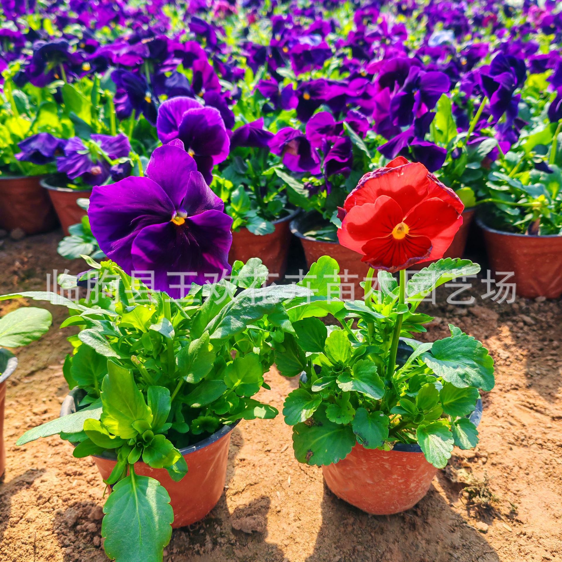 ed84c417-0e04-412e-8af5-2201ae