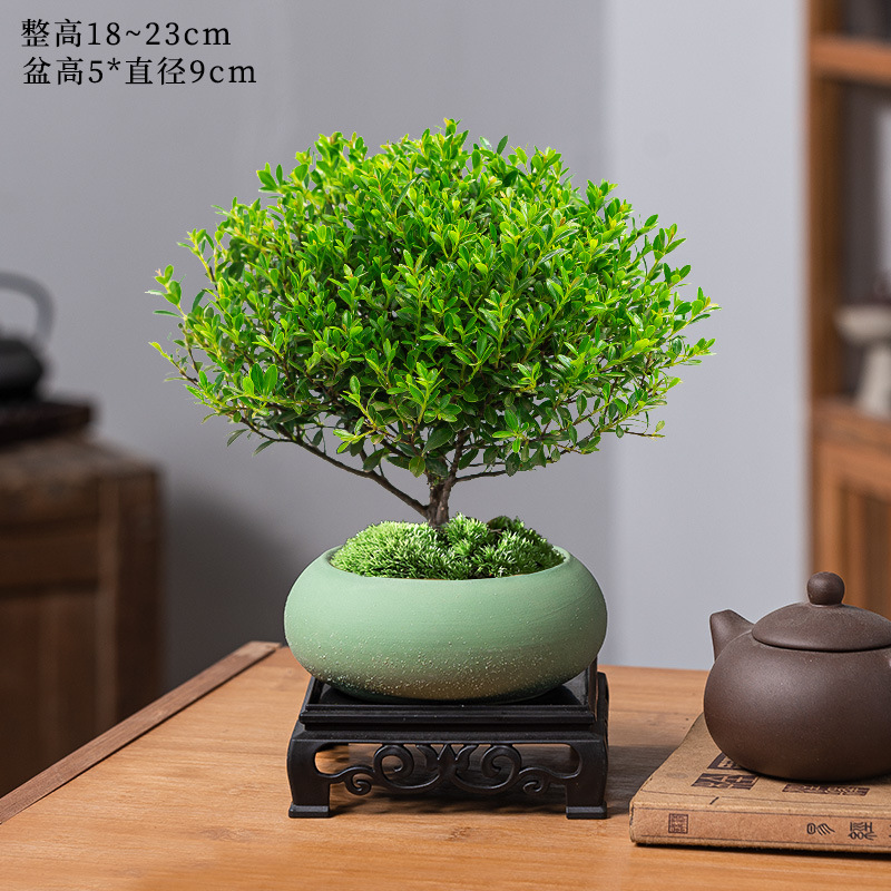 고급 작은잎 피니지늄 + 녹색 타원형 도자기 화분 + 수지 사각 베이스 + 비료 [무료 이끼]