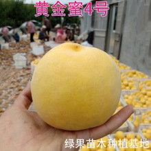 �S����4̖�S���� �޽����� �S�Ҙ��� �Ϸ������N ���@�Nֲ ������