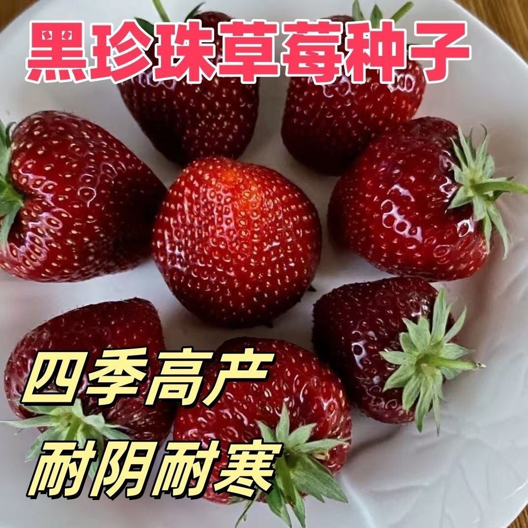 新品黑珍珠草莓种子四季草莓种子真红阳台盆栽地栽种植高产量