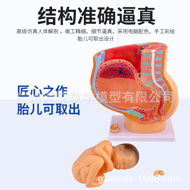 ��ѧ���﷢������ģ��������̥����Ÿ���ģ�� ����ģ�� ̥��ģ��