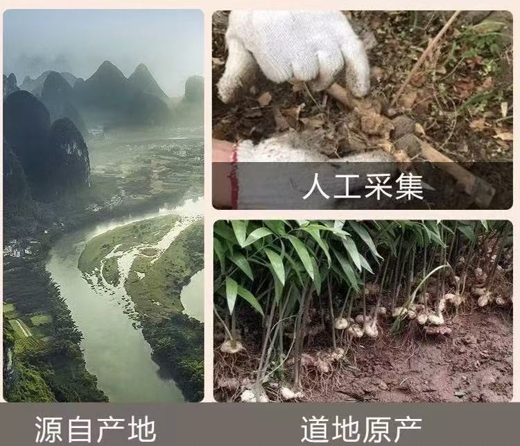 Nine-Steam-Nine-Sun Huang Jing (Polygonatum sibiricum) — Ready-to-Eat Dried Rhizome, 250g Bottle in use