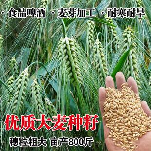 Barley Seed Sprouts, Barley Leaves, Green Juice, Barley Seedlings, High-Quality Barley Grass, Cat Grass Sown in All Seasons