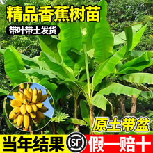 �㽶����޽����Ϸ��Nֲ���������̨ͥԺ�ͺ��ͺ��ļ��Y��������