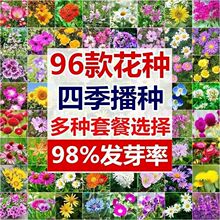 96款花卉种子满天星太阳花薰衣草种籽苗庭院阳台盆栽多年生四季播