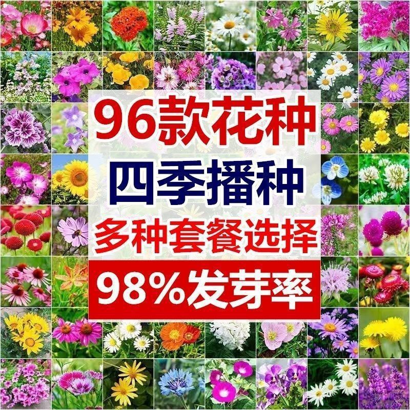 96款花卉种子满天星太阳花薰衣草种籽苗庭院阳台盆栽多年生四季播