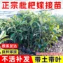 大五星地栽庭院盆栽嫁接苗