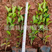 大叶黄杨工程苗 冬青小灌木  抗污染 公园绿篱 福建漳州基地直供
