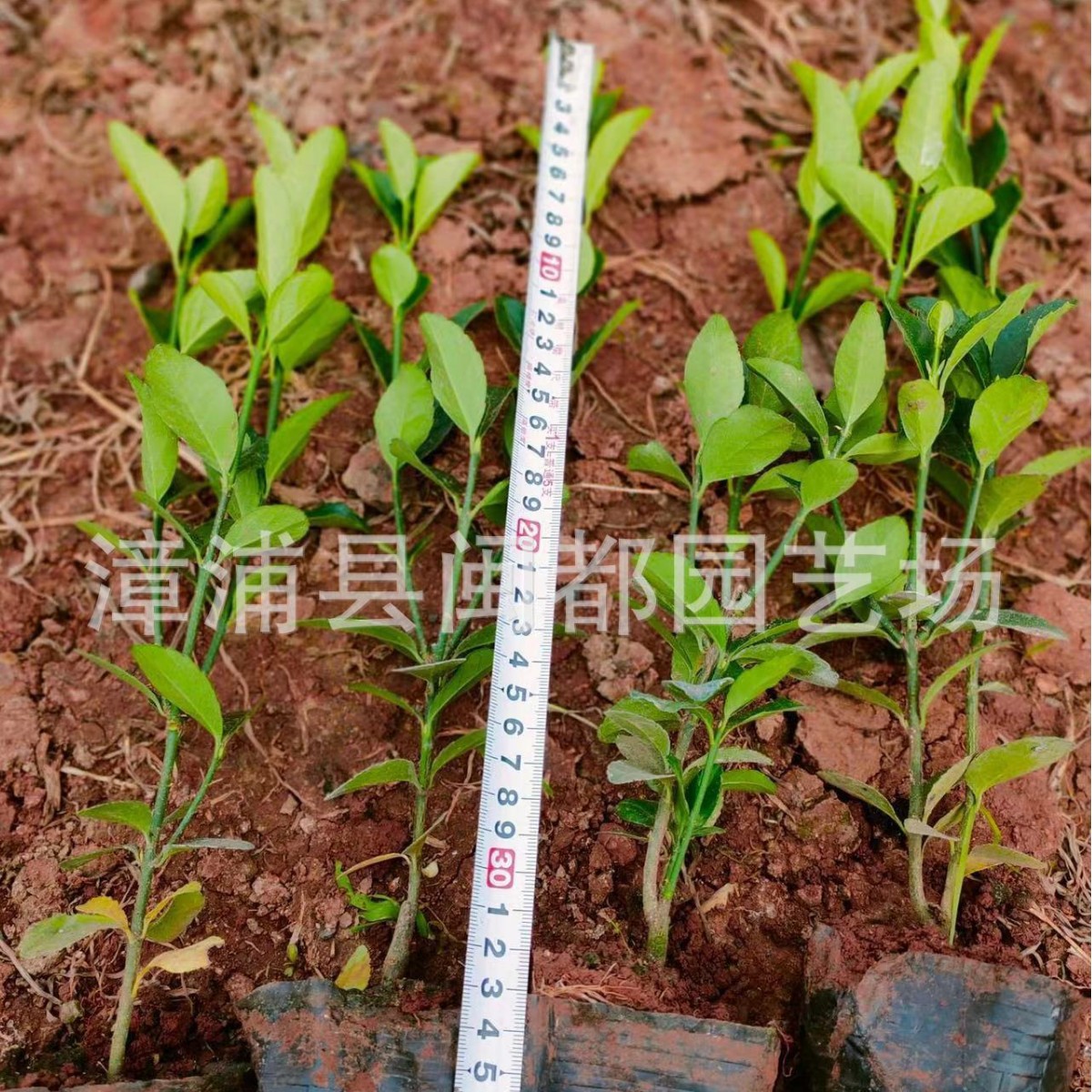 大叶黄杨工程苗 冬青小灌木  抗污染 公园绿篱 福建漳州基地直供