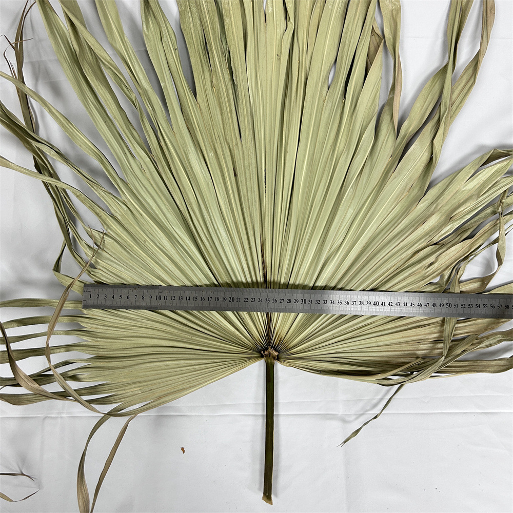 Fuente de la fábrica flor seca hoja de cola hoja de palma color primario planta girasol hoja ventilador decoración suave decoración de la boda centro comercial adornos