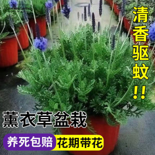 ޹�²����Ի�ֲ��Ҿӿ͏d��ˇ�[���k�����b�����ļ��໨