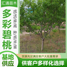 ʱԲɫ^pֲtͥԺֵGľSҬF؛