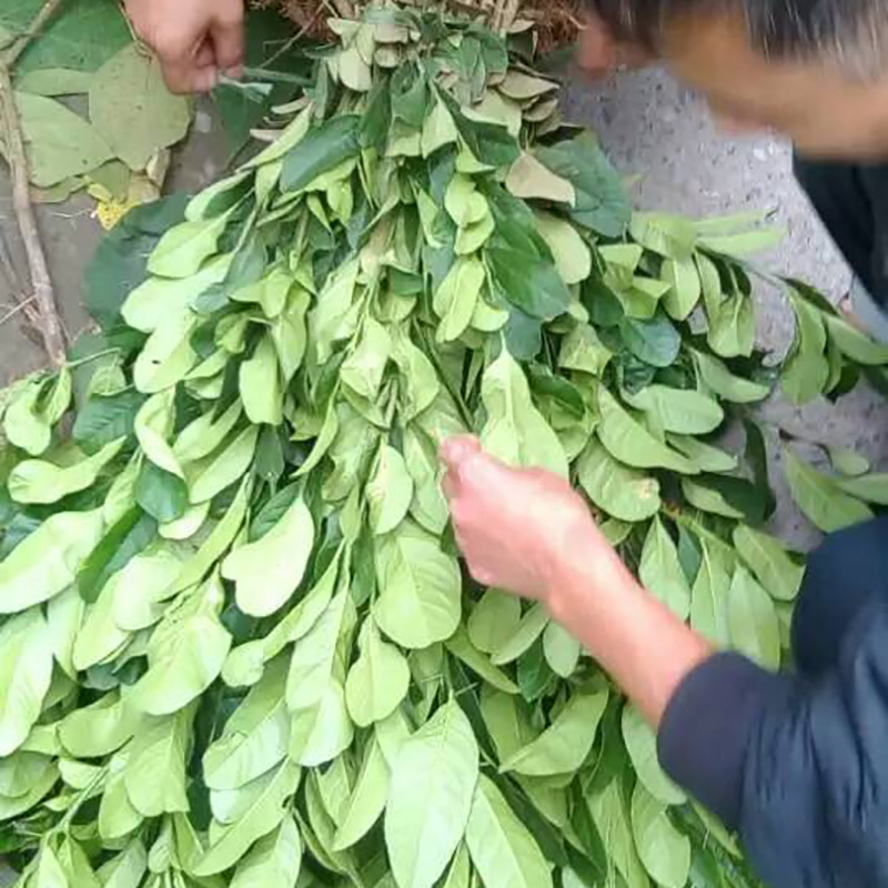广西佛手柑果树苗木批发采购价格图片 嫁接优质佛手果苗基地直销