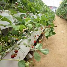 ��ݮ�Nֲ�� PVC�ܵ��߲˷Nֲ�����a�S�� ���߷Nֲ���� ����