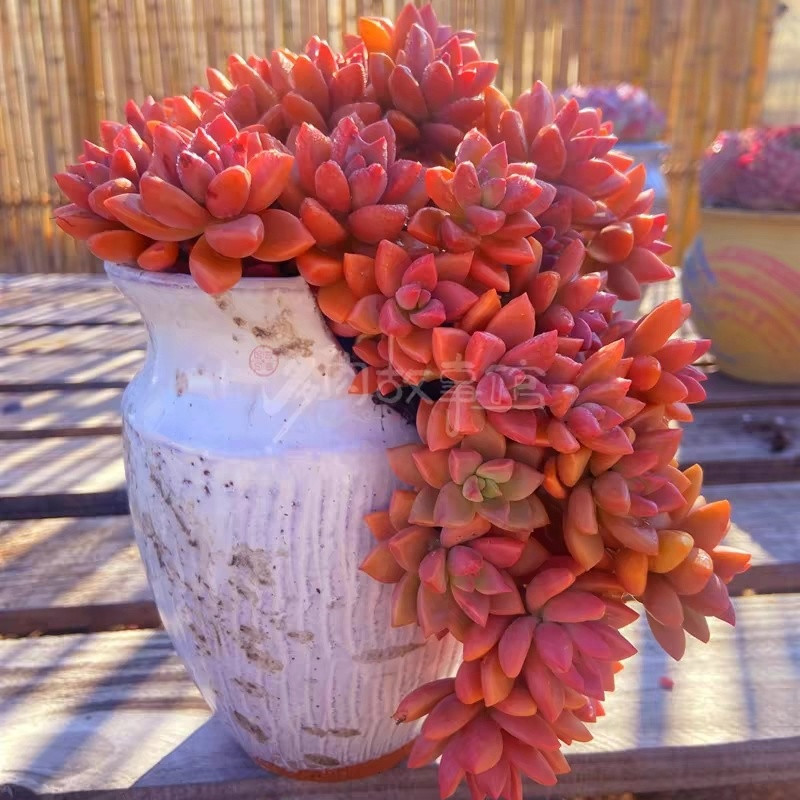 ღ지룽웨 20개입ღ