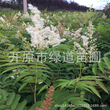 珍珠梅绿篱杯苗耐寒珍珠梅落叶灌木苗木绿篱丛生大墩珍珠梅树苗