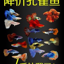 孔雀鱼小型观赏热带淡水好养耐活胎生凤尾金鱼苗小鱼缸宠物鱼