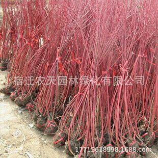 ����ֱ�N �t��ľ �G�����̹�ľ�� ���~���^�~�@��ֲ�� �t��ľ����