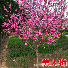梅花树苗红梅树苗庭院地栽盆栽原生红梅树苗树桩盆景红梅当年开花