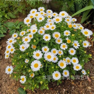 白晶菊种子批发小白菊种子 晶晶菊种子 基地直发 量大从优