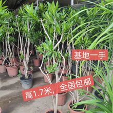 高枝细叶百合竹 室内大小造型观枝叶 耐阴耐旱 老桩盆栽绿植物盆