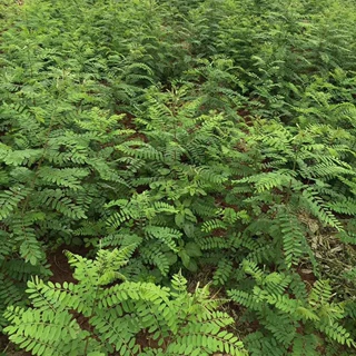 批发供应刺槐15公分洋槐、刺儿槐、刺槐种子、20苗龙形槐树苗
