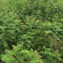 龙形槐树刺槐种子