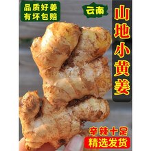 云南小黄姜生姜罗平月子姜老姜山地土姜沙姜蔬菜批发