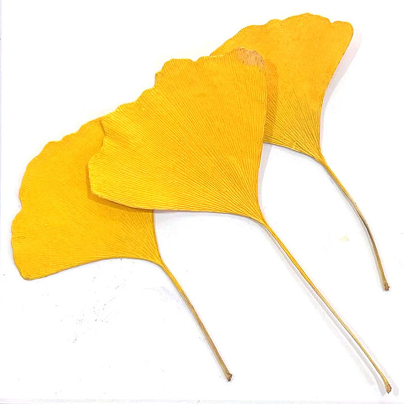 银杏叶 天然植物标本干花压花手机壳书签DIY贴画树叶场景装饰干花