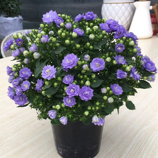 Danish Wind Chime Flower Potted Plant with Buds Blooms in All Seasons and Is Easy to Feed Indoor Balcony Courtyard Blue and Purple Flowers and Green Plants
