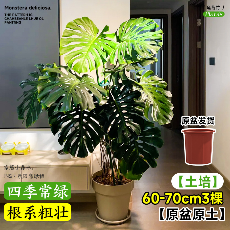 plantas de hidroponía de bambú de tortuga en el interior en cuatro estaciones buenas plantas verdes pequeñas en sala de estar hojas grandes plantas de maceta de pila vieja eliminación de formaldehído