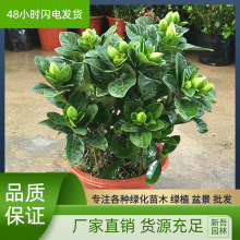 栀子花盆栽植物耐寒大小叶庭院带花苞四季绿植花卉浓香栀子花牡丹