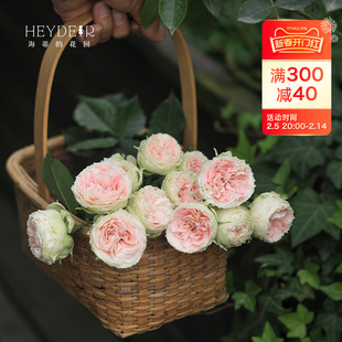 Heidi's Garden Pom-Pom Porch Shrub Rose Cut Flower Abundant Multi-Head Open Flower Disease-Resistant Flower Potted Plant