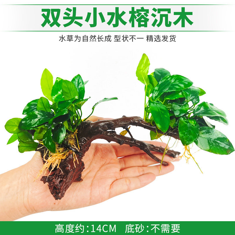 双头小水榕沉木