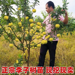 ���Ә���޽ӷ������ϱ����Nֲ���Ե����ش���÷Ů�����Ӯ���Y��