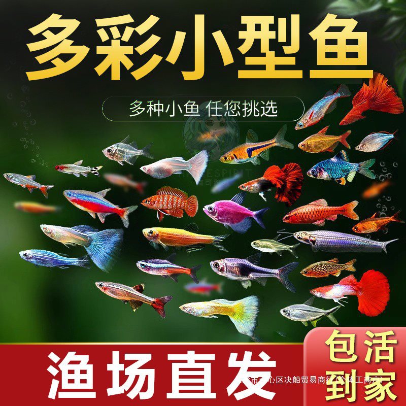 科好养宝莲灯红绿灯小型鱼苗热带孔雀斑马观赏金小鱼活鱼淡水