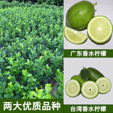 V|ˮʘļY̨˟oљ̨ͥԺ