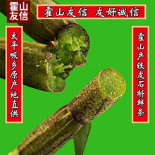 铁皮石斛鲜条新鲜五年生霍山石斛枫斗鲜条礼盒食用现摘现发药材