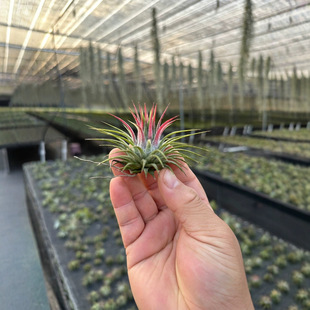 Rose Elf Air Pineapple Soilless Plant Indoor Desktop Small Potted Bonsai Mini Green Plant Short Dense Leaf Air Pineapple