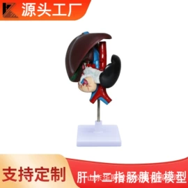 教学演示用品;数理教学器材;生物教学器材